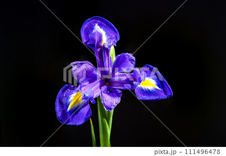 Dutch iris on a black background 111496478