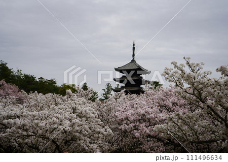 仁和寺 御室桜 仁和寺 御室桜 111496634