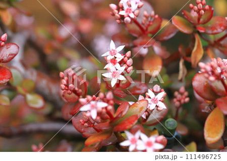 縁紅弁慶（フチベニベンケイ） or カネノナルキの花とつぼみ 111496725