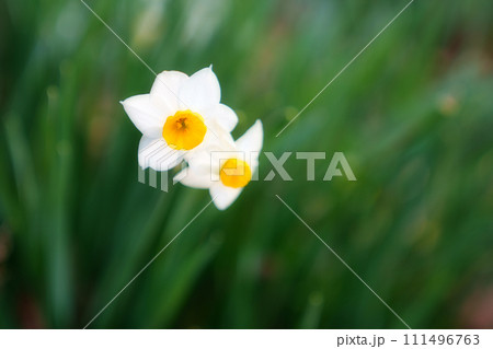 スイセンの花 スイセンの花 111496763