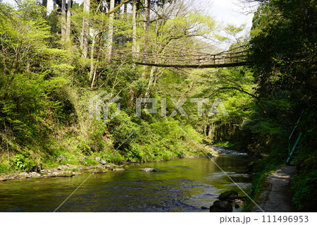 福井のかずら橋 111496953