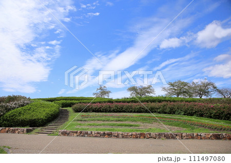 秋の公園 イッサイサルスベリの花 秋の公園 イッサイサルスベリの花 111497080