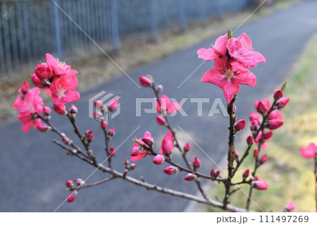 ハナモモの花とつぼみ ハナモモの花とつぼみ 111497269
