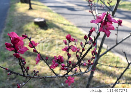 ハナモモの花とつぼみ ハナモモの花とつぼみ 111497271