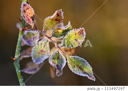 Frost and snow on branches. Beautiful winter seasonal  background. Photo of frozen nature. 111497297