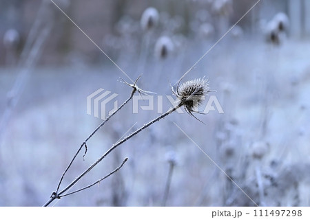 Frozen Onopordum acanthium .Frost on branches. Beautiful winter seasonal natural background. 111497298