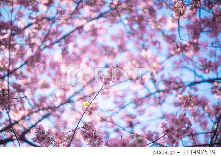 河津桜と空 111497519