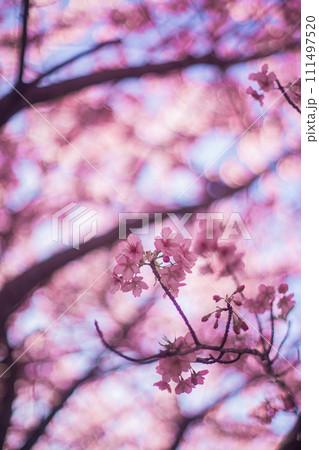 河津桜と空 111497520
