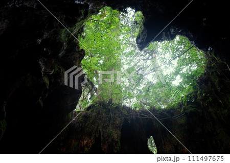 ウィルソン株のハート ウィルソン株のハート 111497675