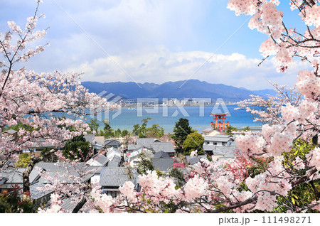 Aerial view on floating Torii gate and blooming sakura trees, Itsukushima Shrine, Miyajima island, Hiroshima, Japan. Traditional japanese hanami festival. Spring cherry blossoming season in Asia 111498271