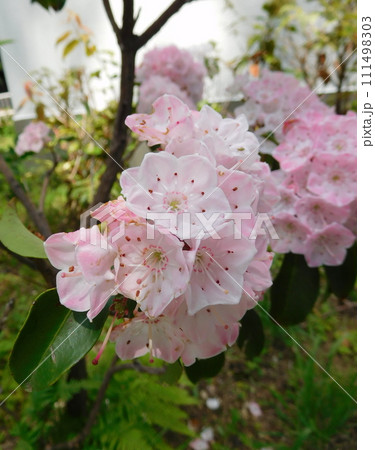 カルミアの花 カルミアの花 111498303