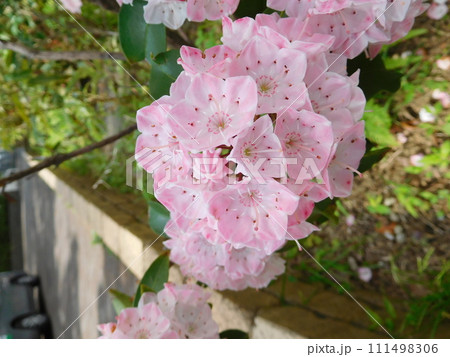 カルミアの花 カルミアの花 111498306