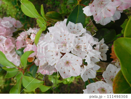 カルミアの花 カルミアの花 111498308