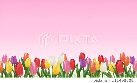 チューリップ畑 シンプルなピンクの背景 16:9 チューリップ畑 シンプルなピンクの背景 16:9 111498309