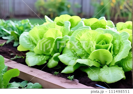 Fresh lettuce harvest in the garden - healthy vegetable eco-friendly greens growing in your garden. AI generated 111498551
