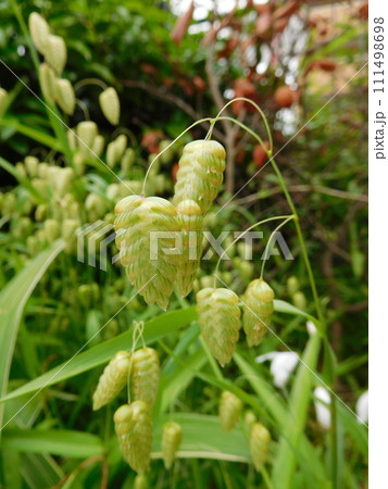 コバンソウ 111498698