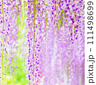 爽やかで綺麗な藤の花 111498699