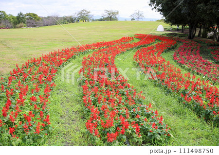 秋の公園　サルビア　スプレンデンスの花 111498750