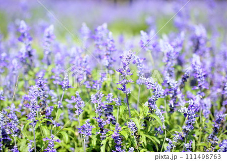 サルビアの花 ファリナセア サルビアの花 ファリナセア 111498763