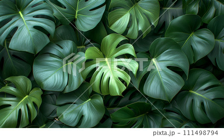 Lush monstera leaves arranged in a dense, green tropical foliage pattern. 111498794