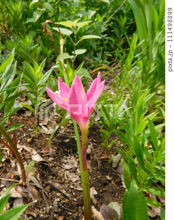 サフランモドキの花 サフランモドキの花 111498899