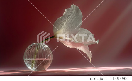 Single white flower in a clear vase against a red backdrop 111498900