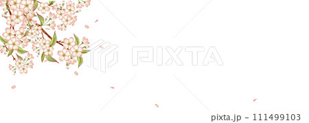 山桜 桜　背景 フレーム　水彩 イラスト 111499103