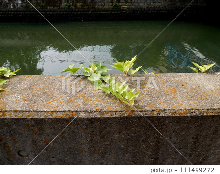 上陸をもくろむ蔦 111499272