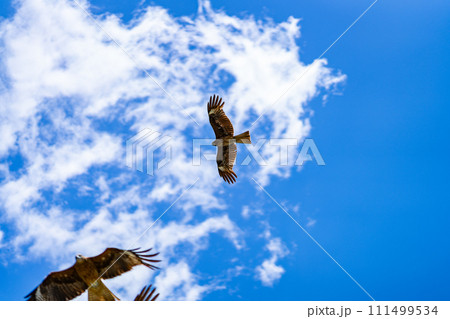 京都府　京都市　鴨川　関西　近畿地方　都市　夏　観光　神社　仏閣　寺　伝統文化　都　川床　鳶　烏　鴨 111499534