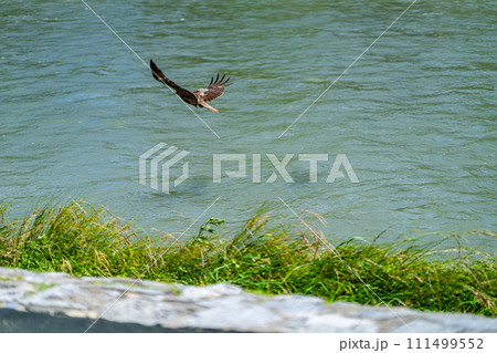 京都府　京都市　鴨川　関西　近畿地方　都市　夏　観光　神社　仏閣　寺　伝統文化　都　川床　鳶　烏　鴨 111499552