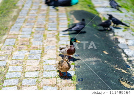京都府 京都市 鴨川 関西 近畿地方 都市 夏 観光 神社 仏閣 寺 伝統文化 都 川床 鳶 烏 鴨 京都府 京都市 鴨川 関西 近畿地方 都市 夏 観光 神社 仏閣 寺 伝統文化 都 川床 鳶 烏 鴨 111499564