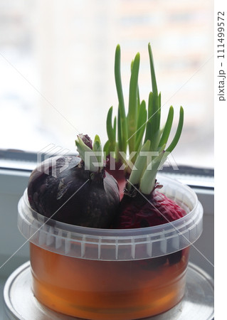 Growing green onions from old bulbs. Onions grown at home. Growing green onions from old bulbs. Onions grown at home. 111499572