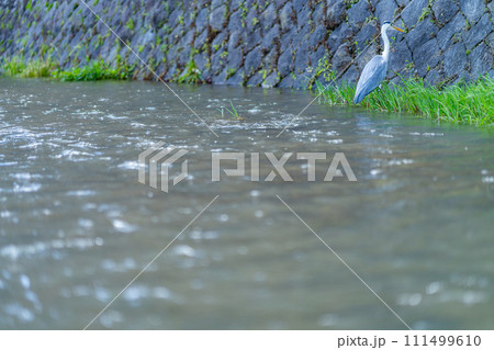 京都府　京都市　鴨川　関西　近畿地方　都市　夏　観光　神社　仏閣　寺　伝統文化　都　川床　シラサギ 111499610