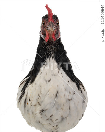 portrait chicken lakenfelder isolated on a white background portrait chicken lakenfelder isolated on a white background 111499644