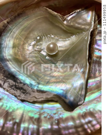 真珠_あこや貝の上にのった真珠 111499958