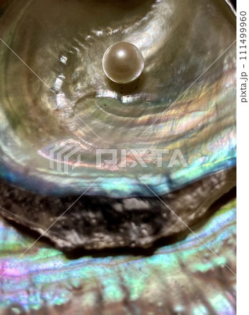 真珠_あこや貝の上にのった真珠 真珠_あこや貝の上にのった真珠 111499960