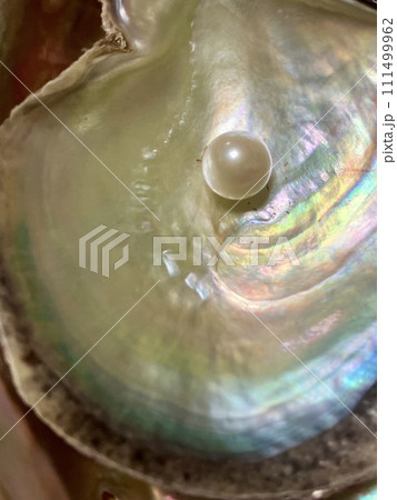 真珠_あこや貝の上にのった真珠 真珠_あこや貝の上にのった真珠 111499962