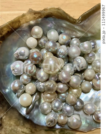 真珠_あこや貝の上にのった真珠 111499967
