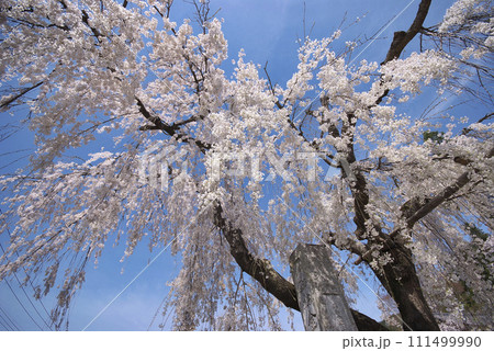 しだれ桜 しだれ桜 111499990