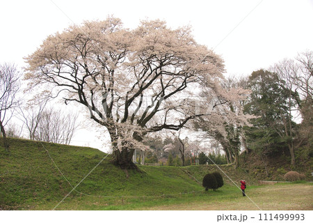 鉢形城公園の桜 鉢形城公園の桜 111499993