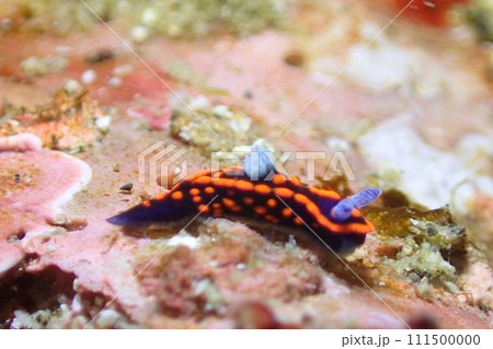 千葉の海のベニゴマリュウグウウミウシ 111500000