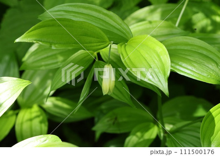 ホウチャクソウ　林間の下草　山野草　下向きに咲く 111500176