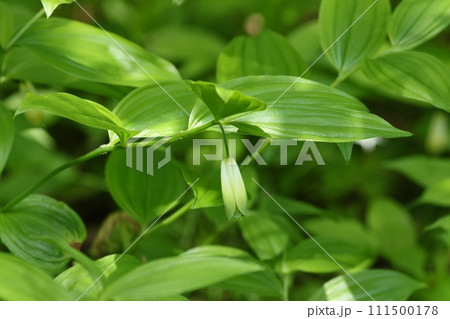 ホウチャクソウ 林間の下草 山野草 下向きに咲く ホウチャクソウ 林間の下草 山野草 下向きに咲く 111500178