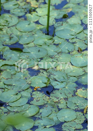 スイレンの葉　沼に広がる　水草 111500927