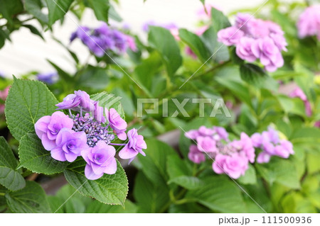 江川せせらぎ遊歩道　紫陽花 111500936