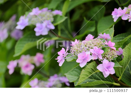 江川せせらぎ遊歩道 紫陽花 江川せせらぎ遊歩道 紫陽花 111500937