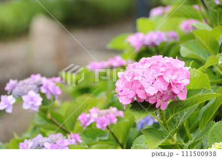 江川せせらぎ遊歩道　紫陽花 111500938