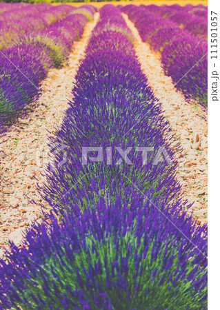 Lavender fields in bloom in Provence Lavender fields in bloom in Provence 111501057
