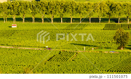 Green vineyards. Pommard wine region, France 111501075
