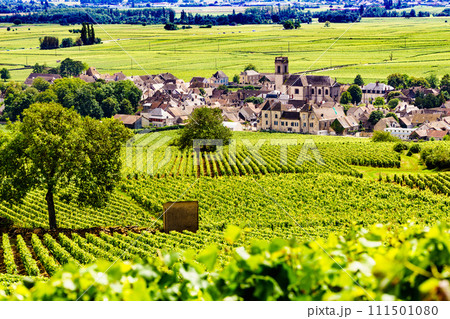 Vineyards and Pommard village, Burgundy in France. 111501080